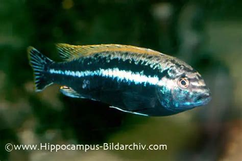 auratus|Melanochromis auratus (Golden Mbuna) — Seriously .